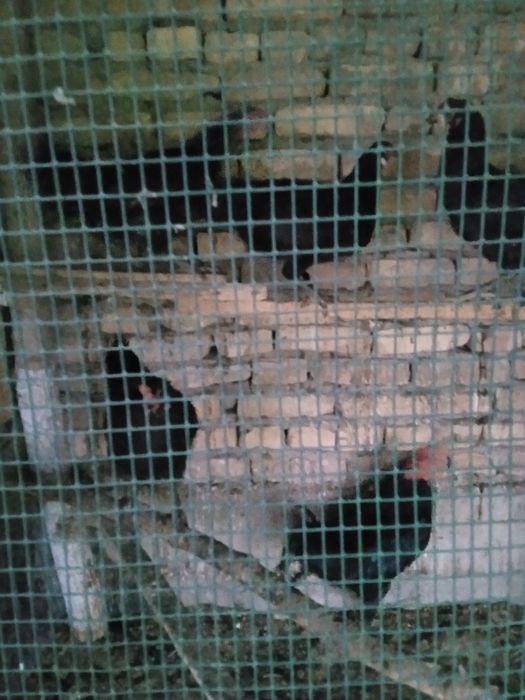 Кара Шахзода ва жужалари сотилади