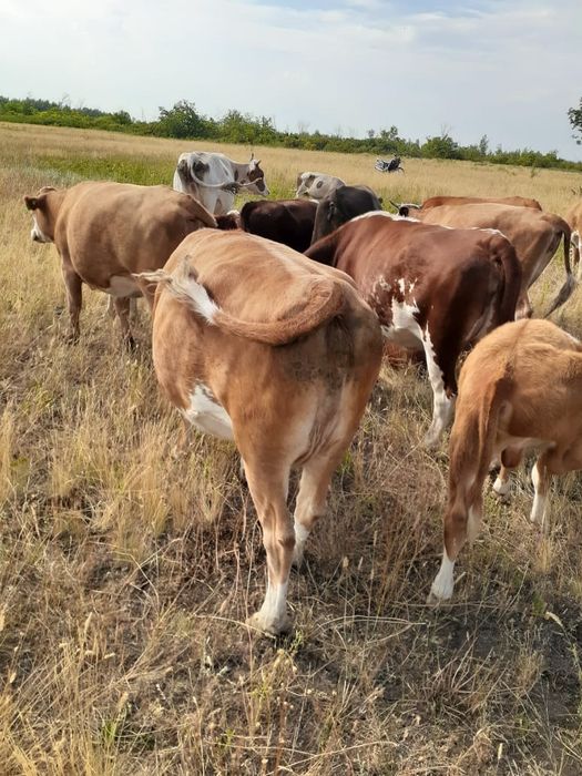 Сиыр етке , соғым, Ұрғашы 4 жаста