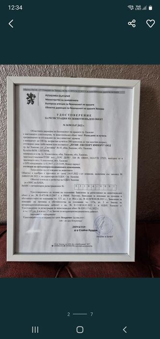 Микро пудел [micro poodle] развъдник Хасково БАБХ