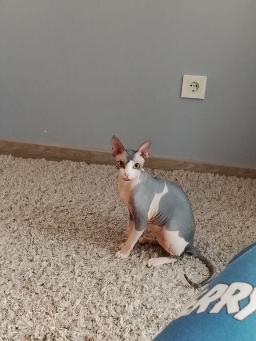 Отдам кота в добрые руки.