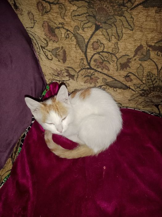 Котёнок отдам даром