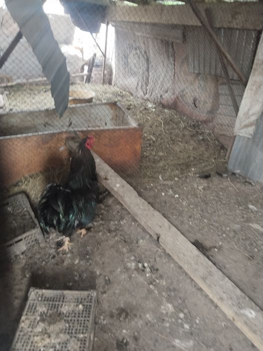 Петух продам молодой петух
