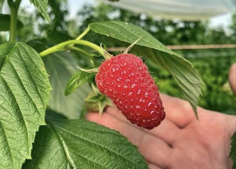 Zmeura bio de gradina