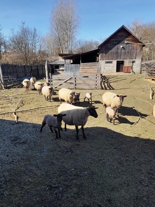 Oi Suffolk, între 2-4 ani.