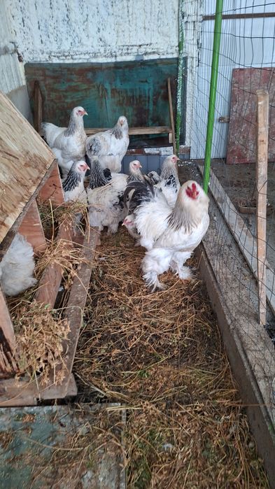 Vând ouă găini brahma australop motate incaltate si găini  pitici 10le