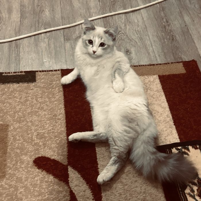 Пропал кот вознаграждение