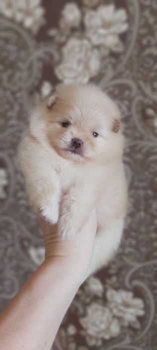 Шпицы кремовые готовы к переезду