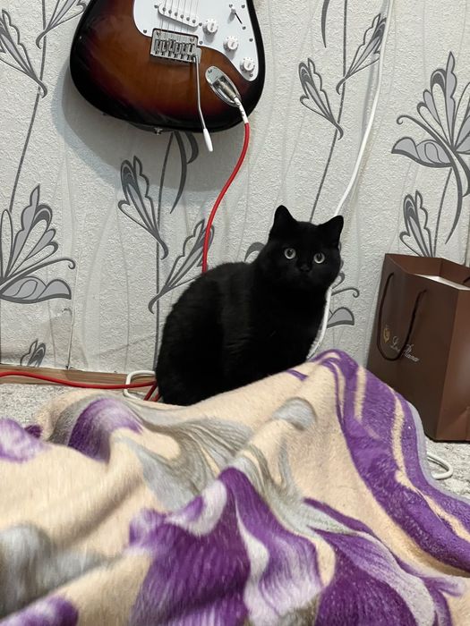 Отдам даром кота