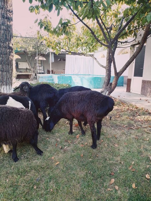 Кузи кучкорлар сотилади уйда бокилган