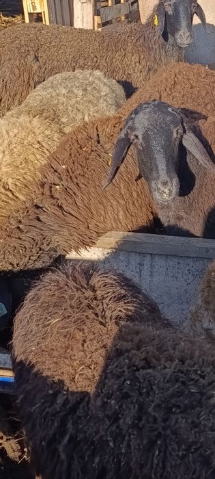 Бараны матки гиссар продам
