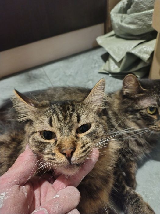 Отдам полумейкунов