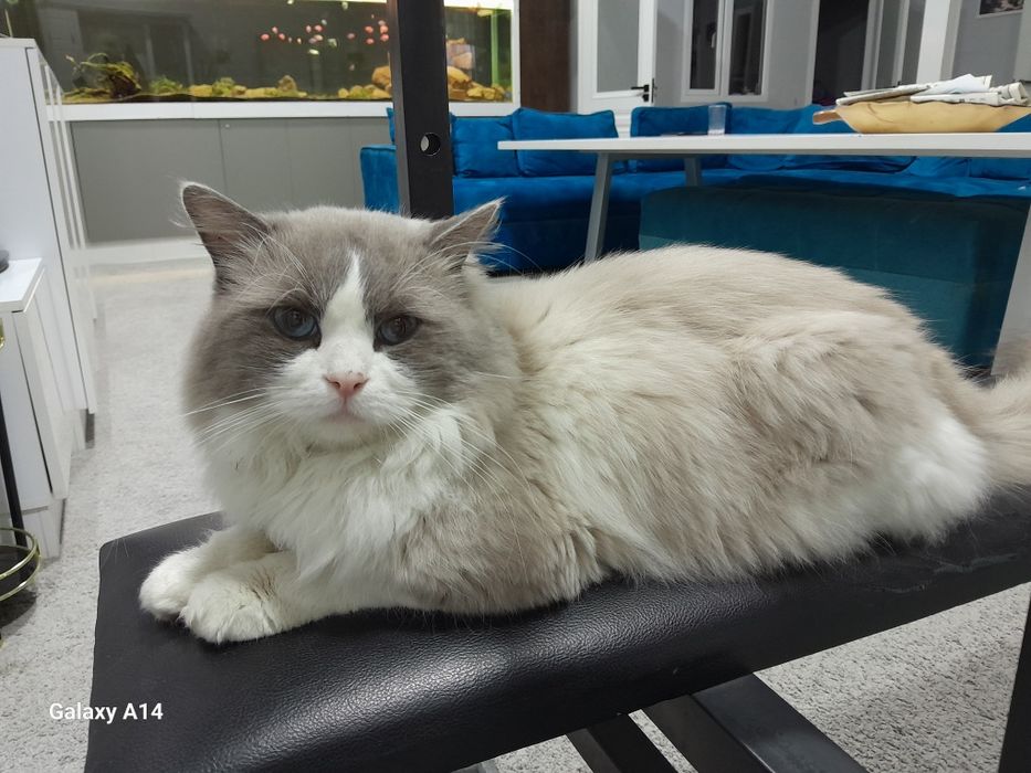 Продаётся  Регдолл кот!!!