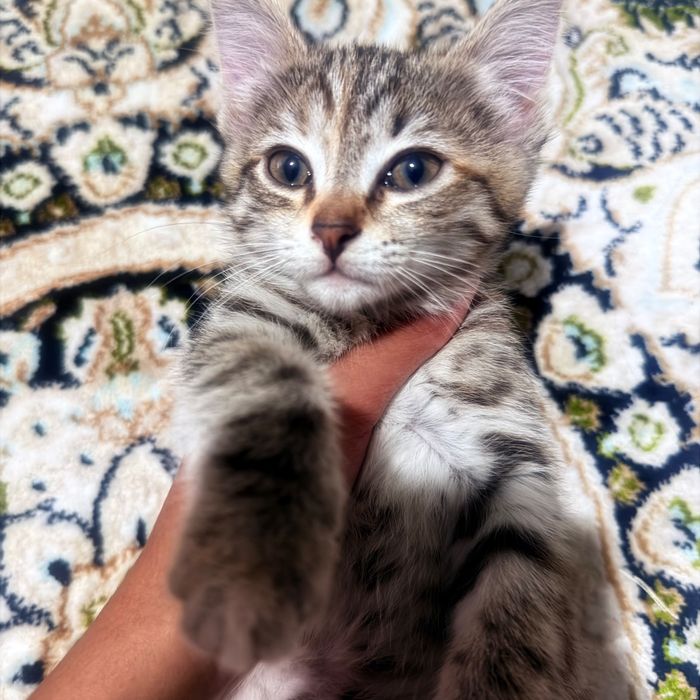 Котенок в хорошие руки