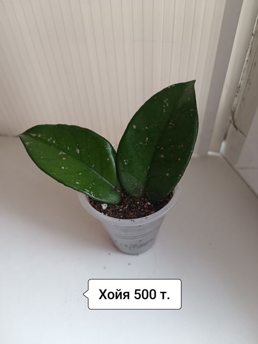 Продаю цветы разные