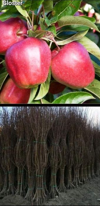 Meri-pomi fructiferi