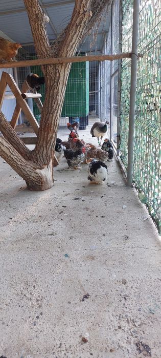 Cochinchina  pitic bobat