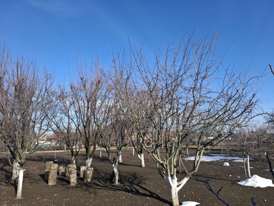 Casă de vânzare Pecica