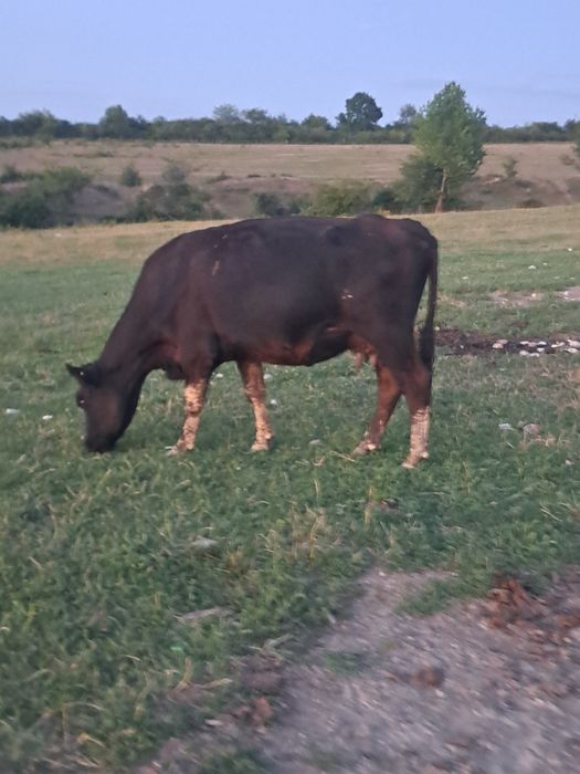 Viței Vițele vaci angus