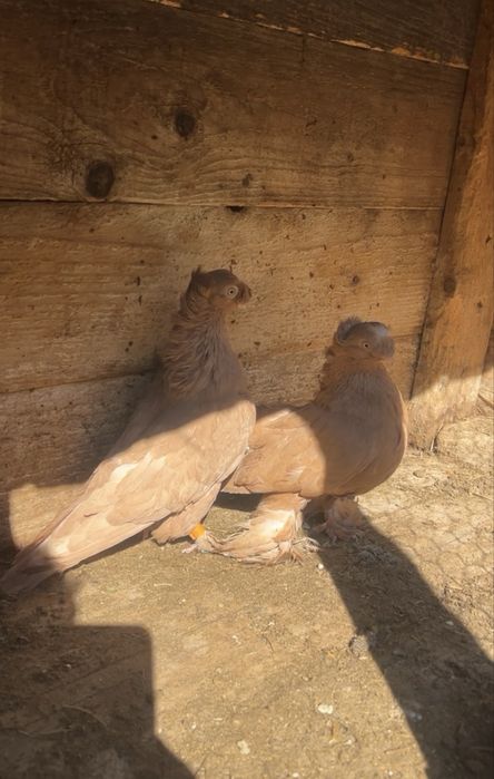 De vanzare sau schimb