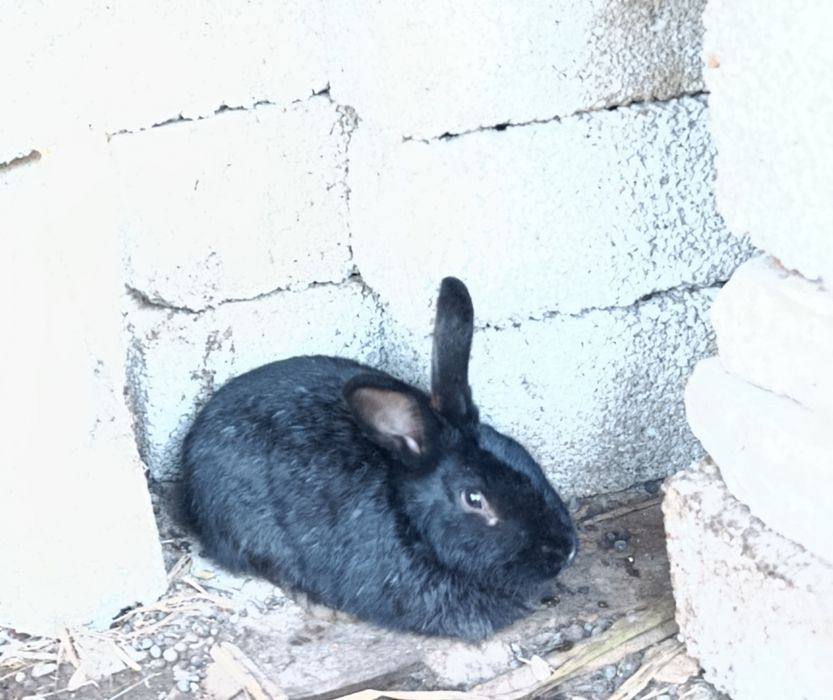 Quyon sotiladi boqiwga goʻwga tayyor boʻgan