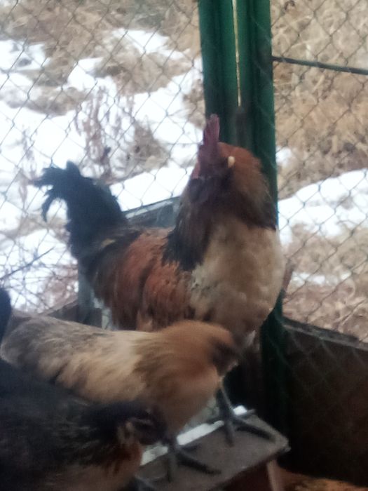 Продам петушков Лакеданзи