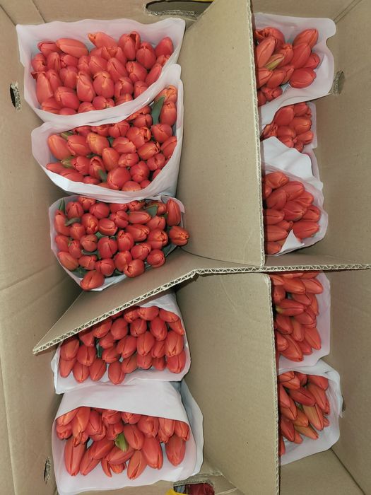 Тюльпаны цена 750 тг 1шт