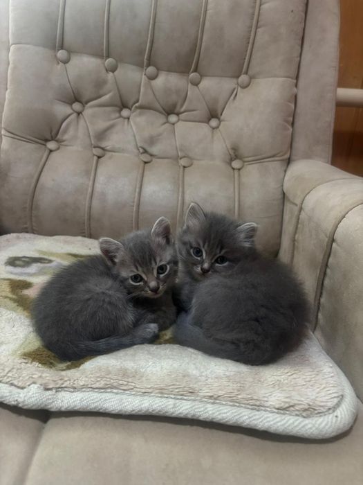 Отдам котят в хорошие руки