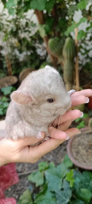 Домашний питомец- шиншилла