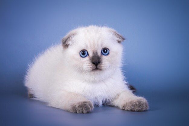 Шотландские котята Престиж