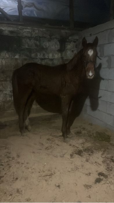 Жабагы тай жылкы тай