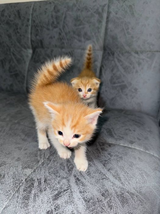 рыжий котенок мальчик