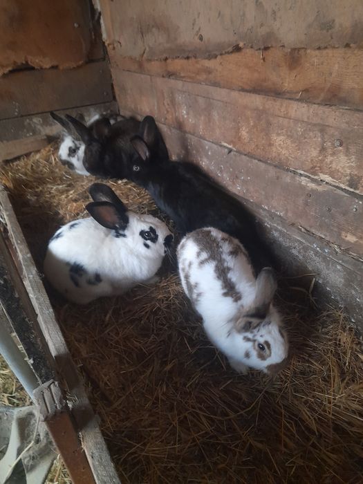 Vând  rate/ratoi mute +iepuri