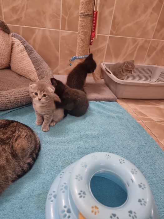 Котята  скоттиш страйт и фолд.