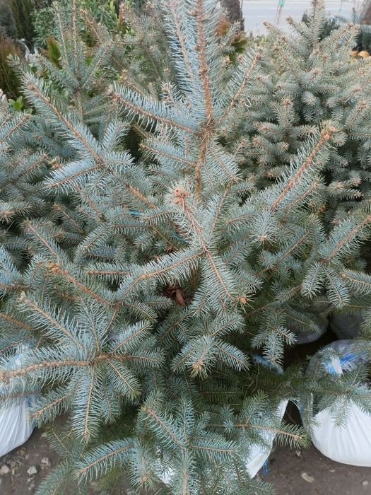 Nihol kesish,qurish,qirqish