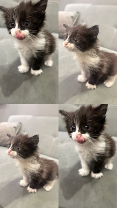 Подарявам котенца на 2 месеца