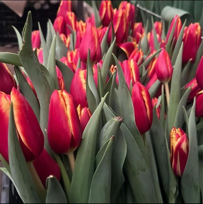 Оптом тюлпаны.Тюльпаны оптом и в розницу.Голландские тюльпаны оптом