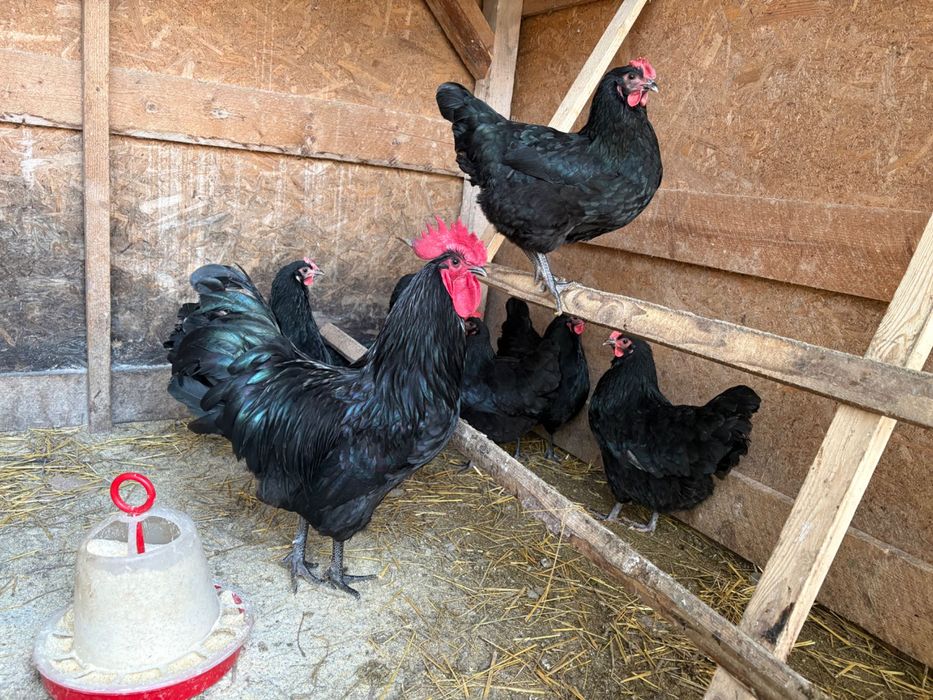 Vând ouă de găini australorp disponibile pentru incubat!