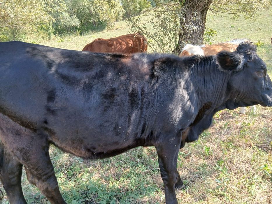 Vănd patru juninci și un taur,diferite rase, crescuți bio.