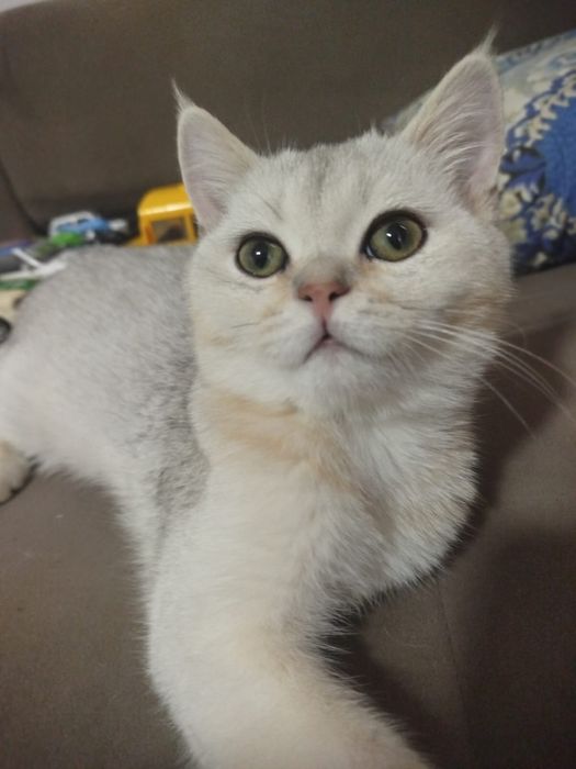 котенок породестая девочка