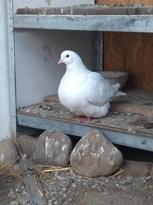 Pereche mondaini albi