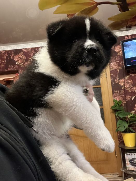 Щенки американской акиты