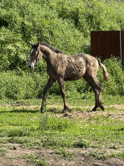 Тай лошадь жеребчик жылкы