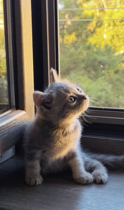 Продам домашнего котика 2 месяца