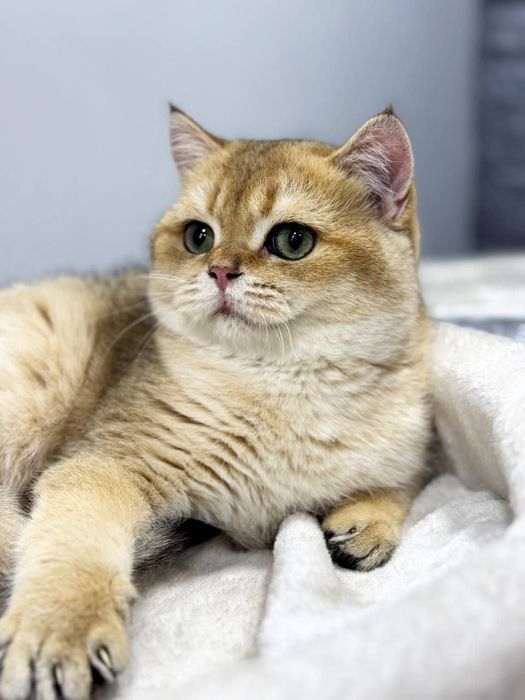 Котята продаётся! 40 кунлик!