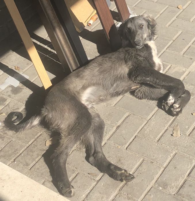 Пропала собака породы Таза