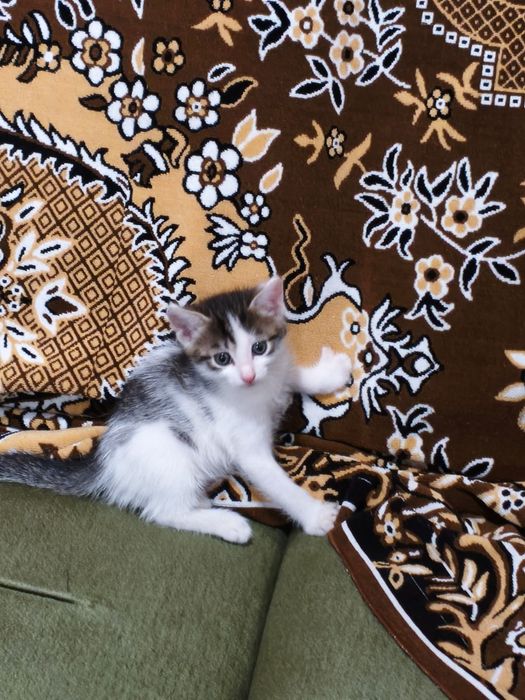 Отдам котёнка мальчика