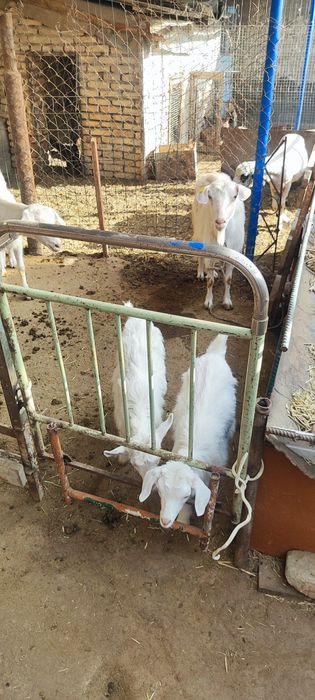 Она бола эчкилар сотилади зотдор