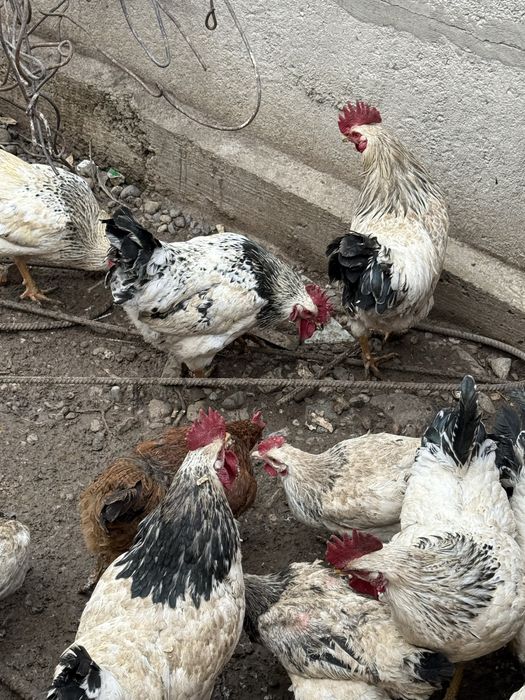 Питухи порода Адлер