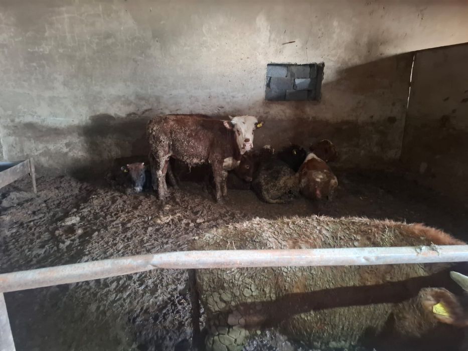 Бұқашықтар сатылады