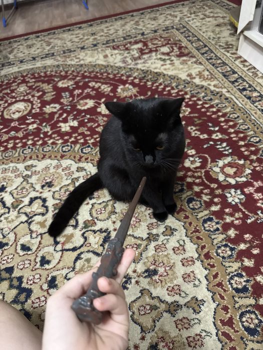 Продаю палочку гарри поттера